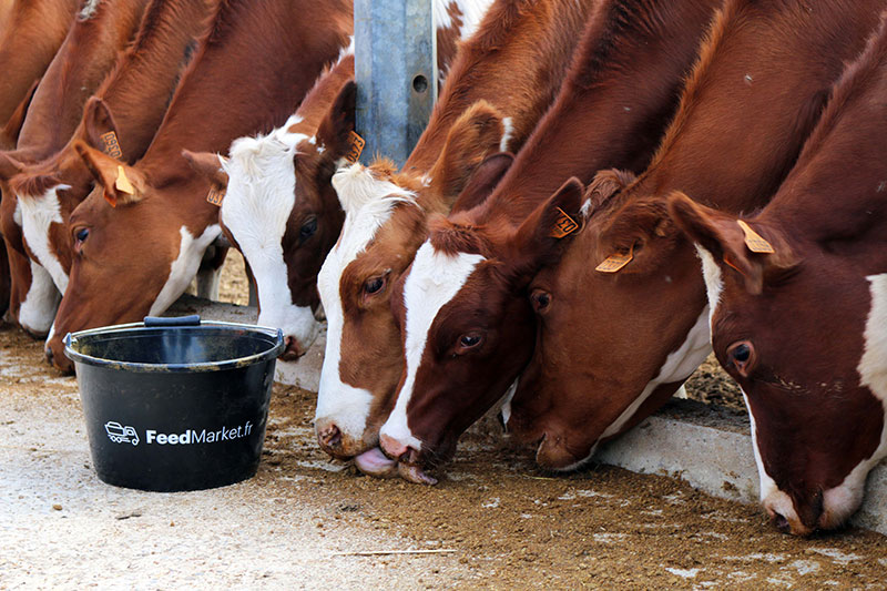 feedmarket feedmarket