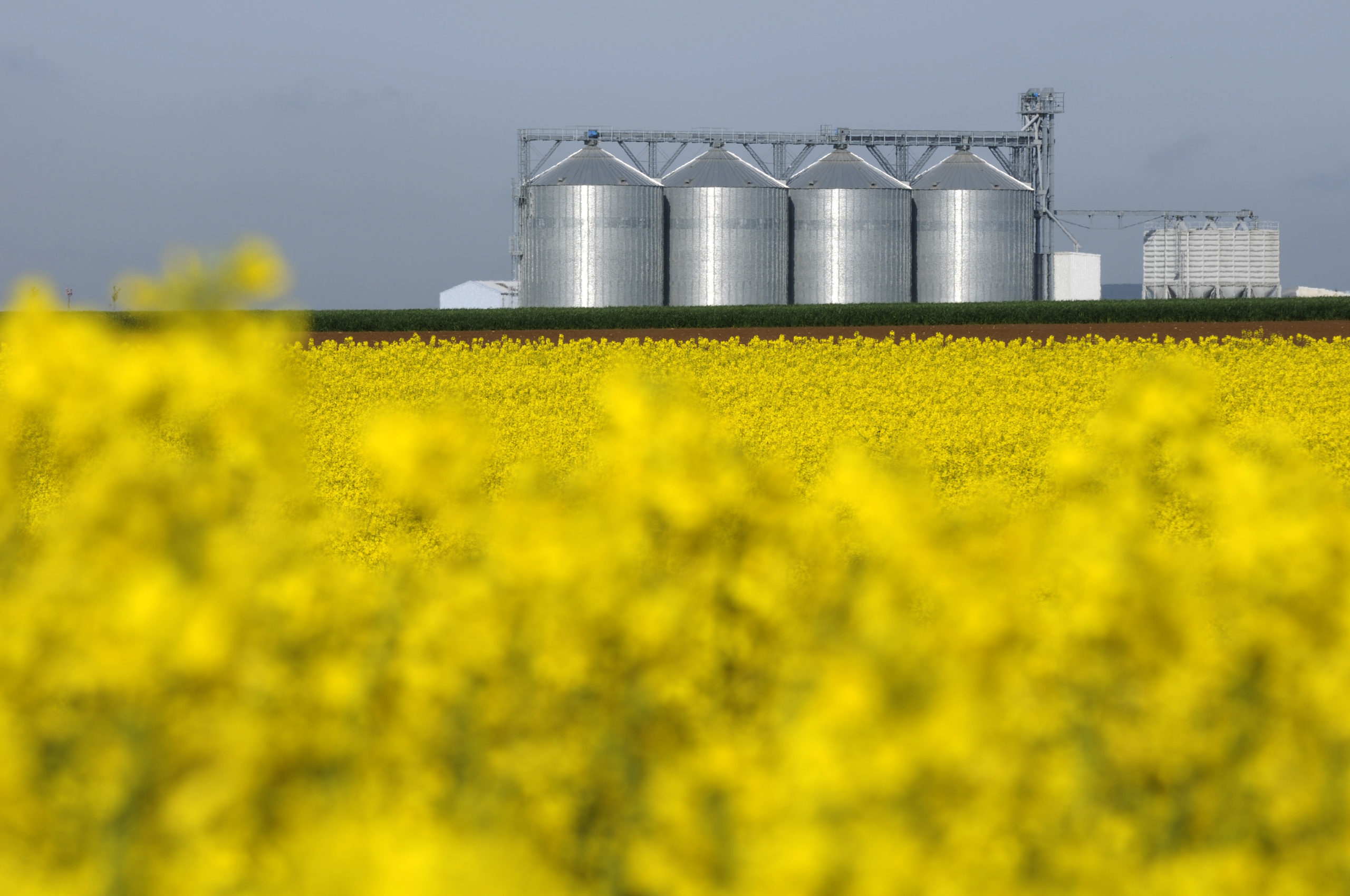 © PHILIPPE MONTIGNY/FILIMAGES Champ de colza avec silos