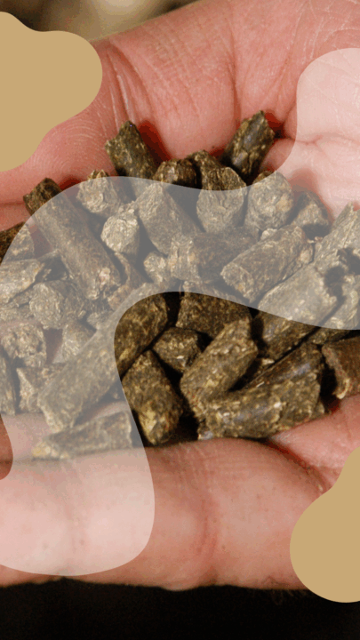 De la graine aux tourteaux